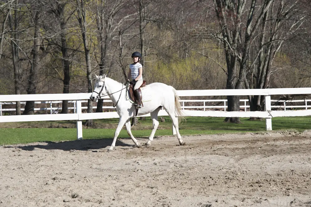 types of horse riding