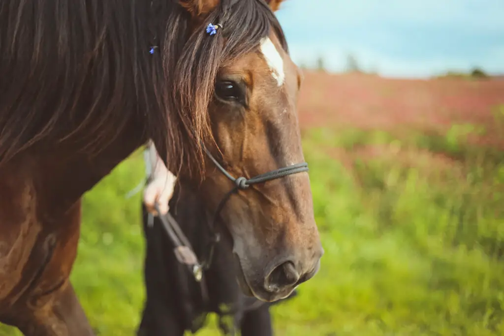 Beginner's Guide to Starting a Career in the Horse Industry -